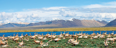 �����й����飺��ؿ� ��ԭ���ֱӻ���