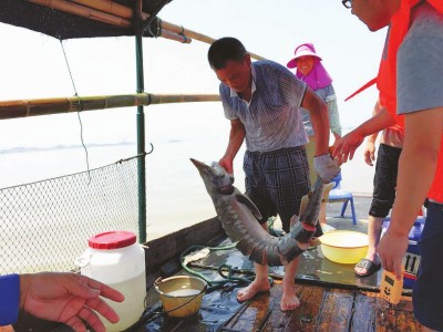 ��ֳ������������в�����л���