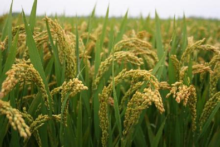 �й������й��֡���������ҵ��������